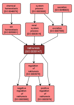 GO:0030147 - natriuresis (interactive image map)