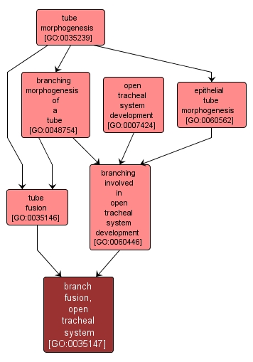 GO:0035147 - branch fusion, open tracheal system (interactive image map)