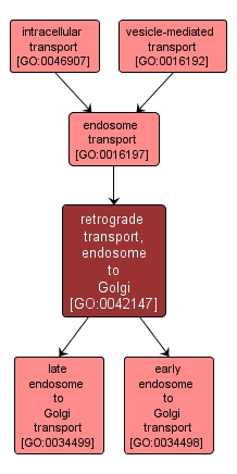 GO:0042147 - retrograde transport, endosome to Golgi (interactive image map)
