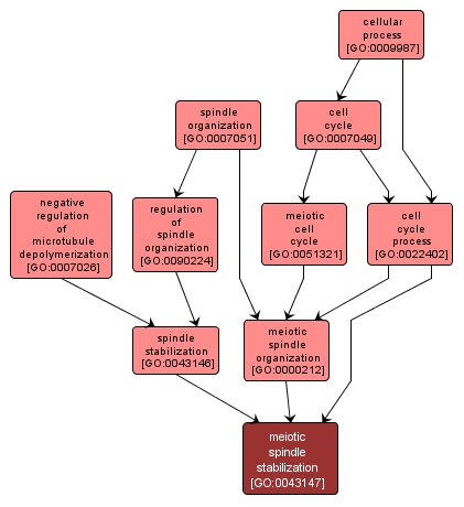 GO:0043147 - meiotic spindle stabilization (interactive image map)