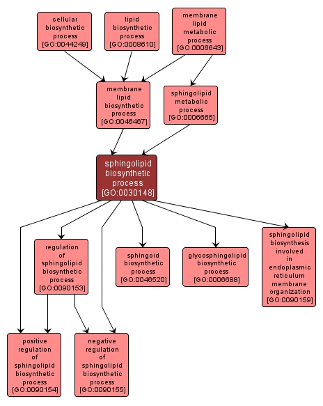 GO:0030148 - sphingolipid biosynthetic process (interactive image map)