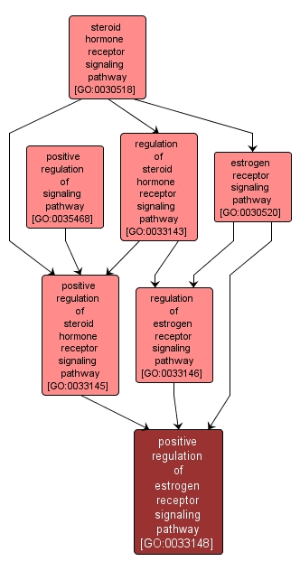 GO:0033148 - positive regulation of estrogen receptor signaling pathway (interactive image map)