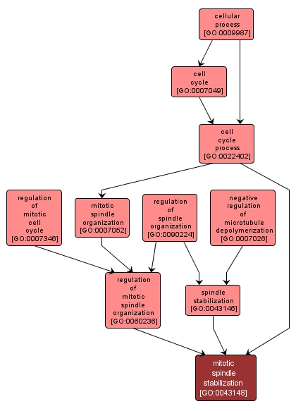 GO:0043148 - mitotic spindle stabilization (interactive image map)