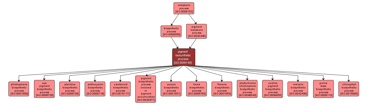 GO:0046148 - pigment biosynthetic process (interactive image map)