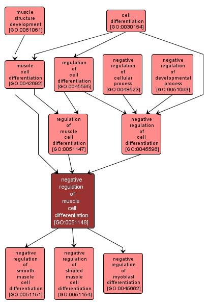 GO:0051148 - negative regulation of muscle cell differentiation (interactive image map)