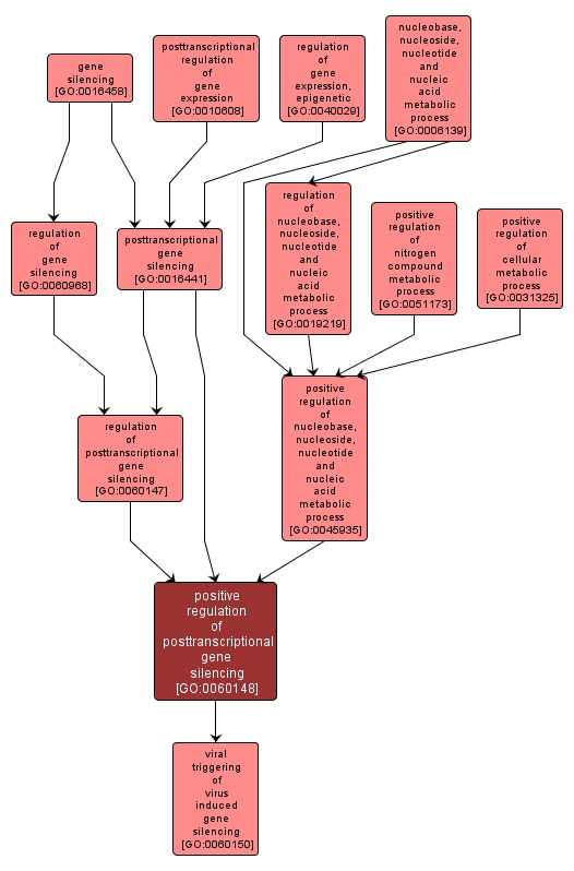 GO:0060148 - positive regulation of posttranscriptional gene silencing (interactive image map)