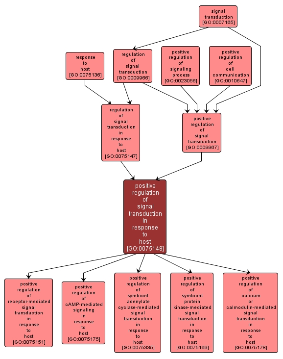 GO:0075148 - positive regulation of signal transduction in response to host (interactive image map)