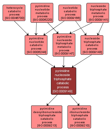 GO:0009149 - pyrimidine nucleoside triphosphate catabolic process (interactive image map)