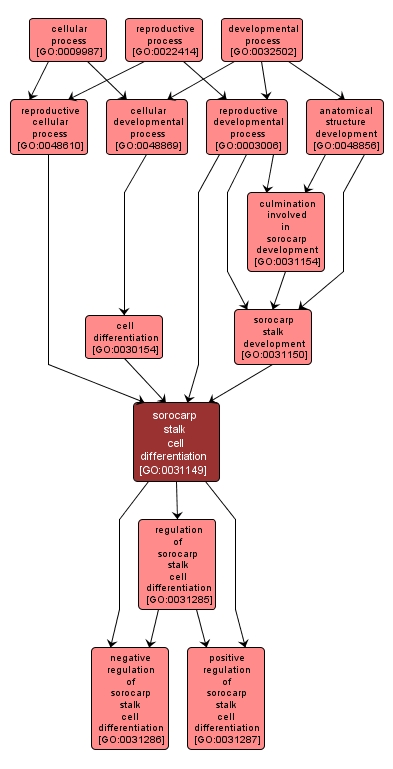 GO:0031149 - sorocarp stalk cell differentiation (interactive image map)