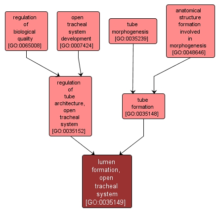 GO:0035149 - lumen formation, open tracheal system (interactive image map)