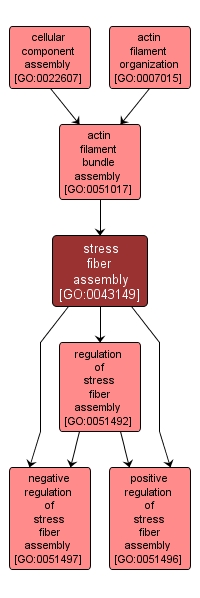 GO:0043149 - stress fiber assembly (interactive image map)
