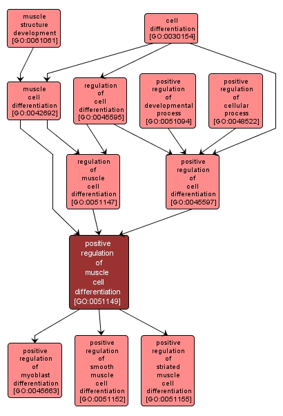 GO:0051149 - positive regulation of muscle cell differentiation (interactive image map)