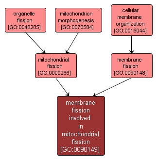 GO:0090149 - membrane fission involved in mitochondrial fission (interactive image map)