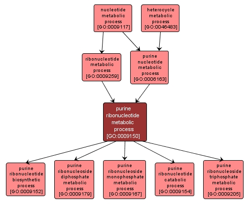 GO:0009150 - purine ribonucleotide metabolic process (interactive image map)