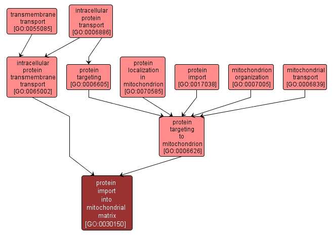 GO:0030150 - protein import into mitochondrial matrix (interactive image map)