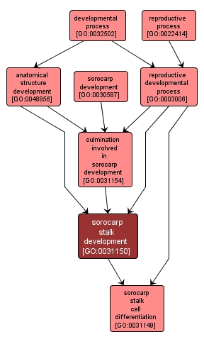 GO:0031150 - sorocarp stalk development (interactive image map)