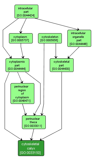 GO:0033150 - cytoskeletal calyx (interactive image map)