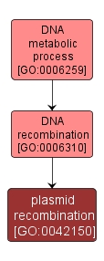 GO:0042150 - plasmid recombination (interactive image map)