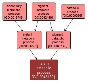 GO:0046150 - melanin catabolic process (interactive image map)