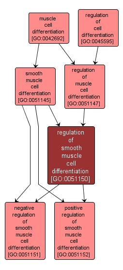 GO:0051150 - regulation of smooth muscle cell differentiation (interactive image map)