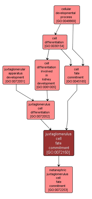 GO:0072150 - juxtaglomerulus cell fate commitment (interactive image map)
