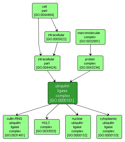 GO:0000151 - ubiquitin ligase complex (interactive image map)