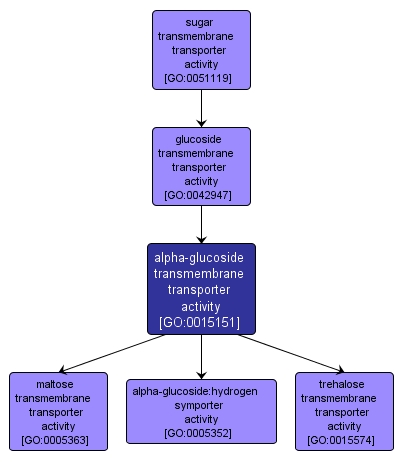 GO:0015151 - alpha-glucoside transmembrane transporter activity (interactive image map)