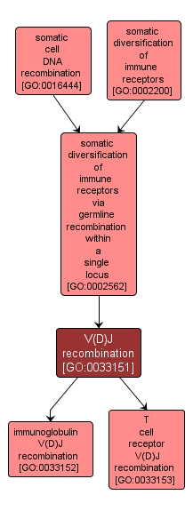 GO:0033151 - V(D)J recombination (interactive image map)