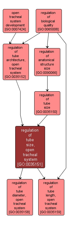 GO:0035151 - regulation of tube size, open tracheal system (interactive image map)