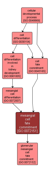 GO:0072151 - mesangial cell fate commitment (interactive image map)