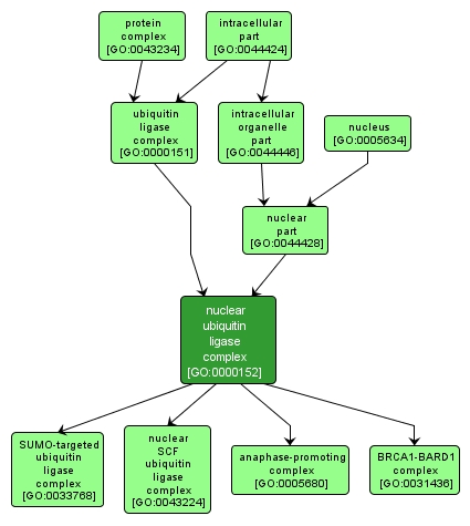 GO:0000152 - nuclear ubiquitin ligase complex (interactive image map)