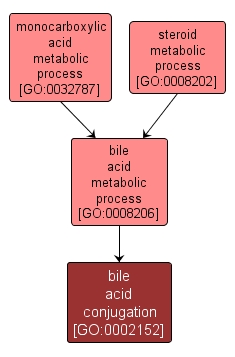 GO:0002152 - bile acid conjugation (interactive image map)