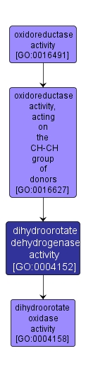 GO:0004152 - dihydroorotate dehydrogenase activity (interactive image map)