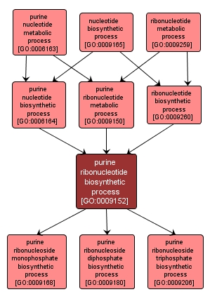 GO:0009152 - purine ribonucleotide biosynthetic process (interactive image map)