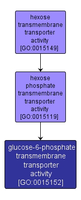 GO:0015152 - glucose-6-phosphate transmembrane transporter activity (interactive image map)