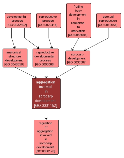 GO:0031152 - aggregation involved in sorocarp development (interactive image map)