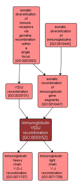 GO:0033152 - immunoglobulin V(D)J recombination (interactive image map)