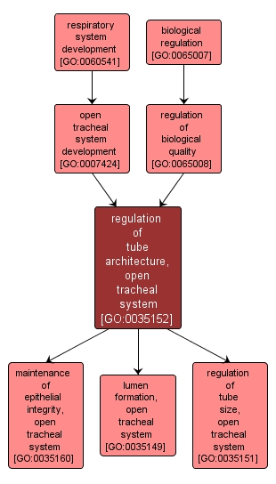 GO:0035152 - regulation of tube architecture, open tracheal system (interactive image map)