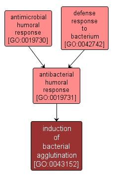 GO:0043152 - induction of bacterial agglutination (interactive image map)