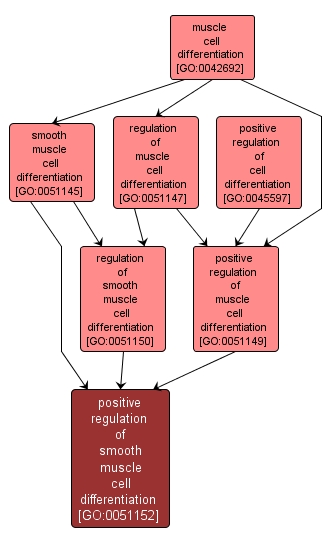 GO:0051152 - positive regulation of smooth muscle cell differentiation (interactive image map)