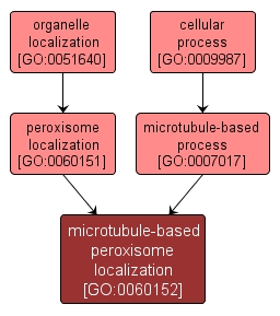 GO:0060152 - microtubule-based peroxisome localization (interactive image map)