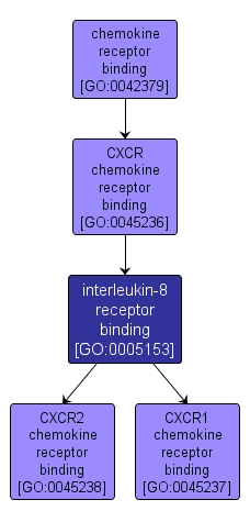 GO:0005153 - interleukin-8 receptor binding (interactive image map)
