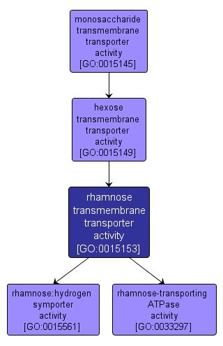 GO:0015153 - rhamnose transmembrane transporter activity (interactive image map)