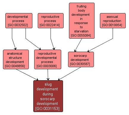 GO:0031153 - slug development during sorocarp development (interactive image map)