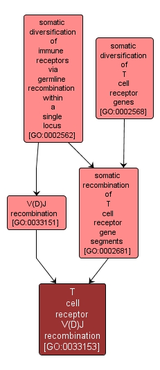 GO:0033153 - T cell receptor V(D)J recombination (interactive image map)