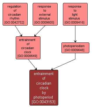 GO:0043153 - entrainment of circadian clock by photoperiod (interactive image map)