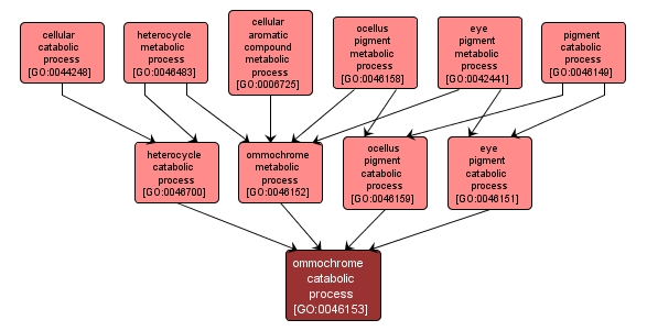 GO:0046153 - ommochrome catabolic process (interactive image map)