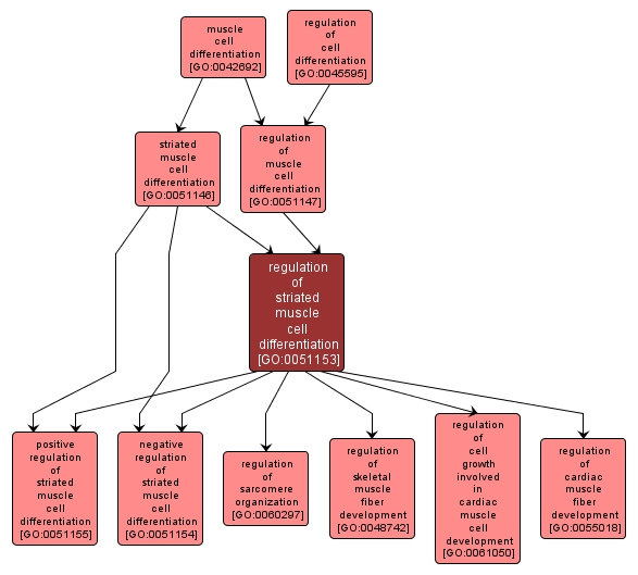 GO:0051153 - regulation of striated muscle cell differentiation (interactive image map)