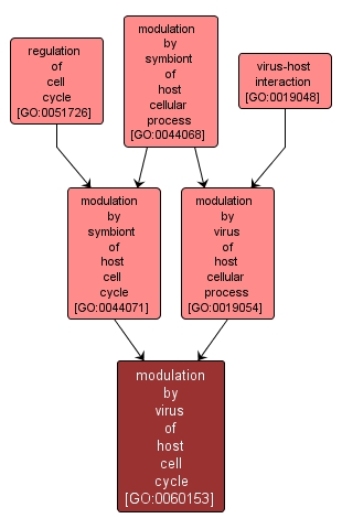 GO:0060153 - modulation by virus of host cell cycle (interactive image map)