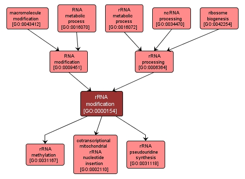 GO:0000154 - rRNA modification (interactive image map)